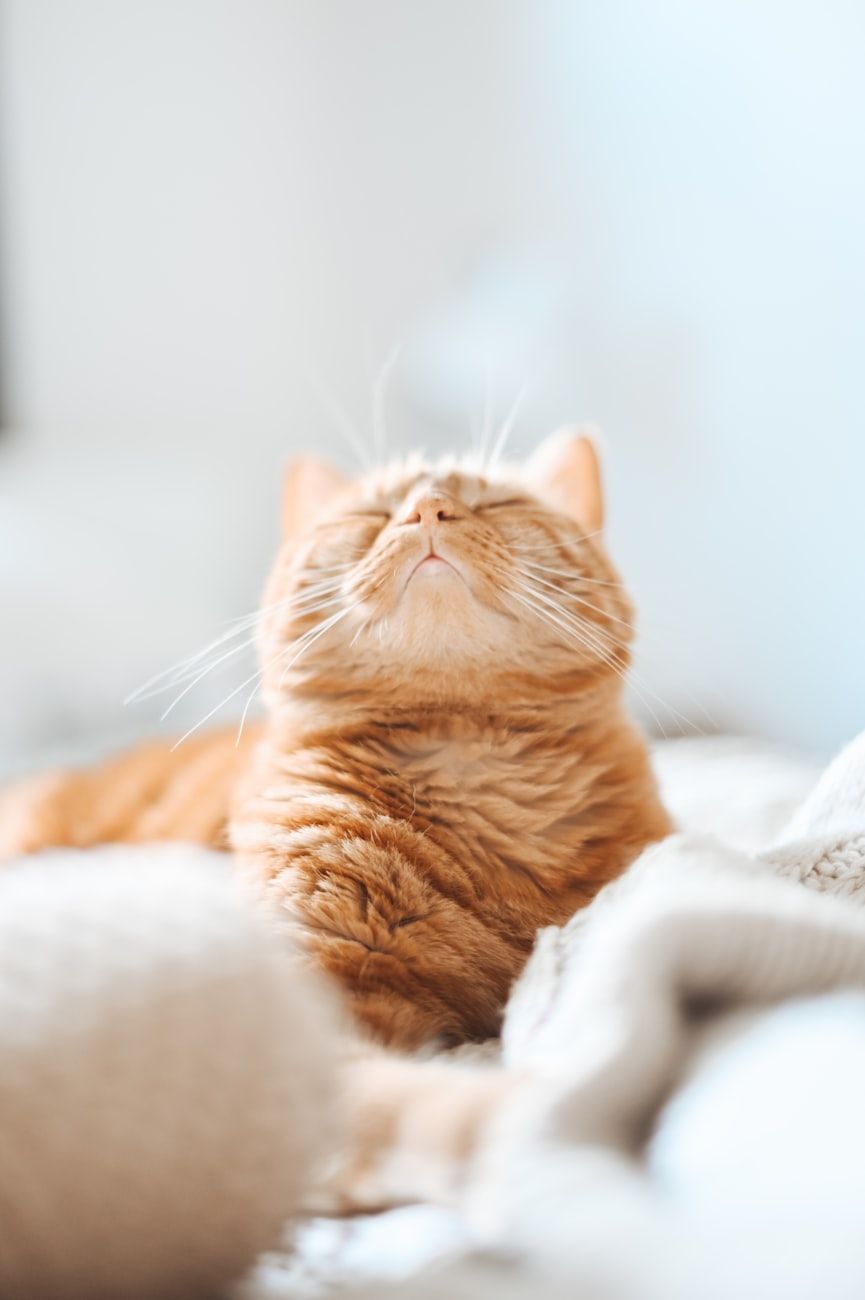 cat grooming, home cat care, grooming tips, cat brushing, cat fur care, shedding control, cat hygiene, grooming tools, cat bathing, pet grooming