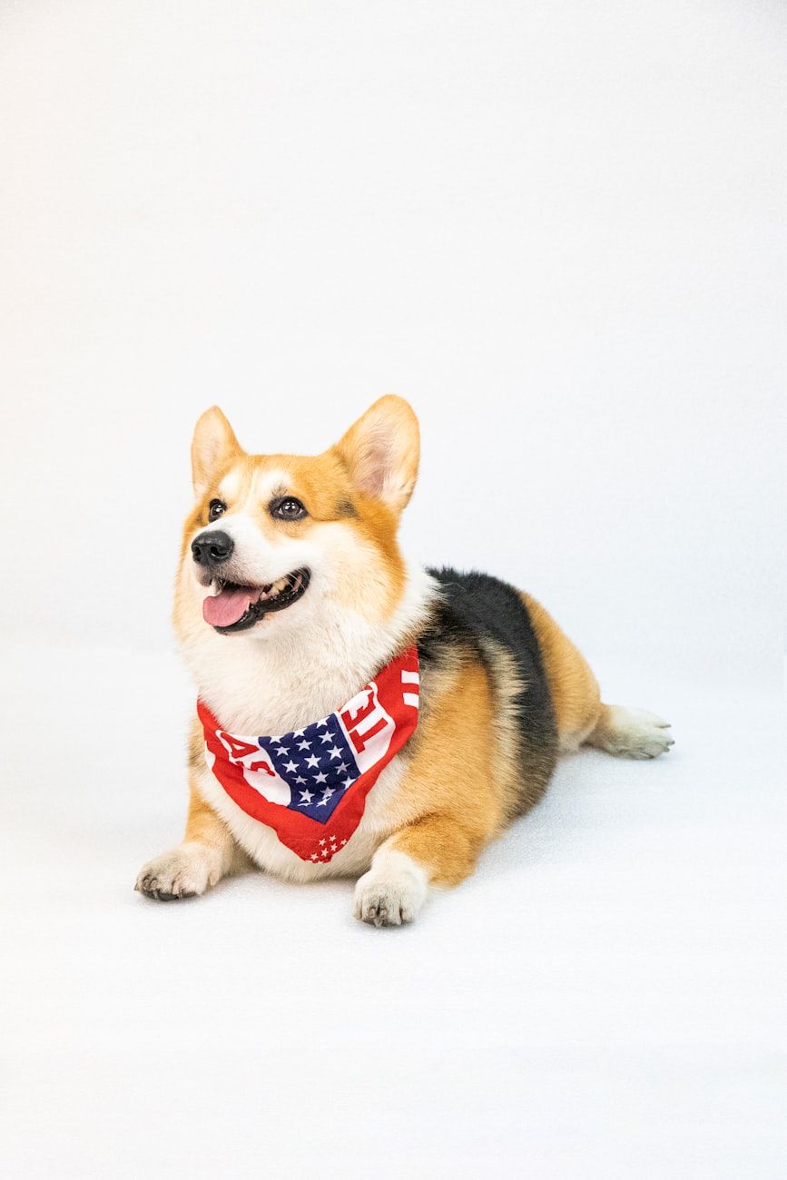 corgis, dog breeds, companion dogs, pet lovers, cute dogs, herding dogs, loyal pets, corgi personality, family dogs, popular dog breeds