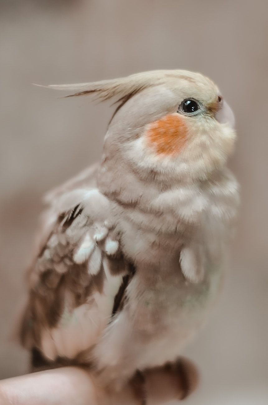 pet birds, parrots, canaries, beginner birds, bird care, choosing a bird, cage setup, bird diet, talking parrots, small pet birds