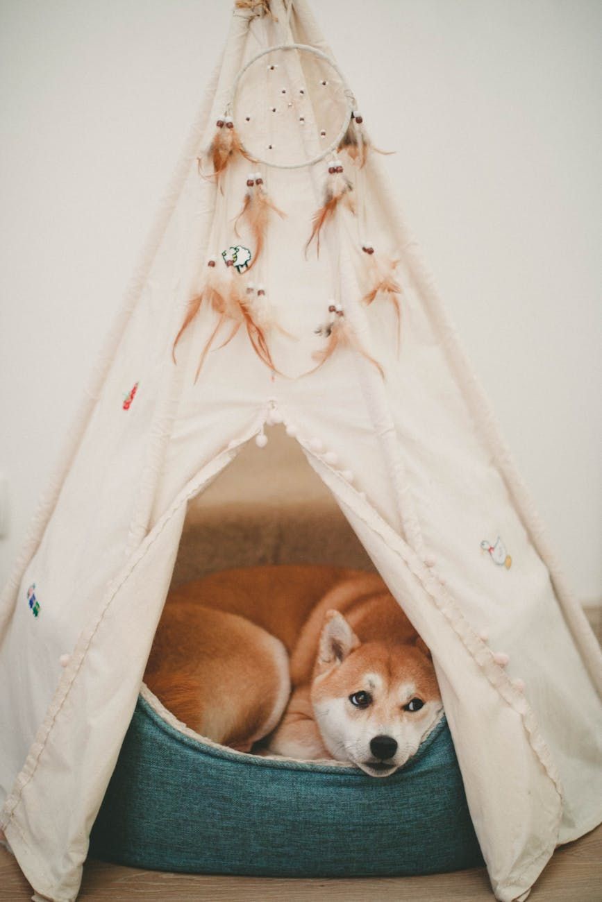 dog body language, signs your dog loves you, how dogs show affection, pet behavior, dog communication, dog emotions, bonding with your dog, understanding dogs, happy dog signs, dog-human connection