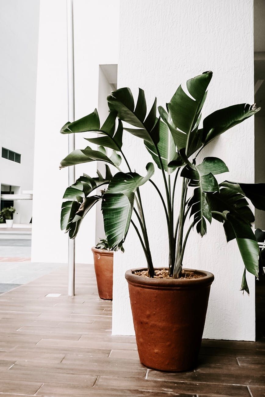 plants at home, indoor plants, green home decor, healthy atmosphere, natural air purifier, home wellness, stress relief, biophilic design, indoor greenery, sustainable lifestyle