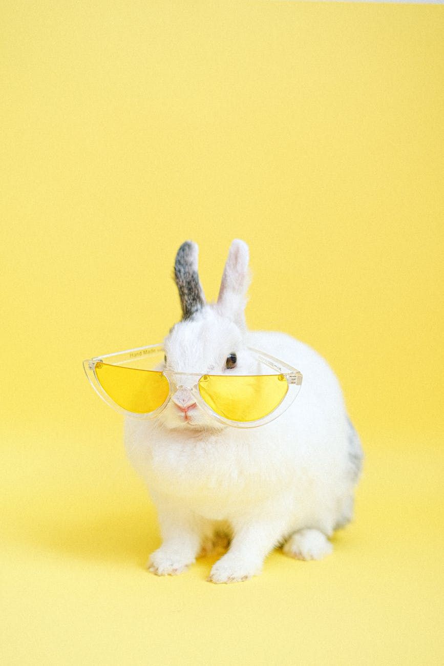 lapins, animaux de compagnie, mythes sur les lapins, soins des lapins, santé des lapins, alimentation des lapins, comportement des lapins, reproduction des lapins, élevage de lapins, bien-être animal