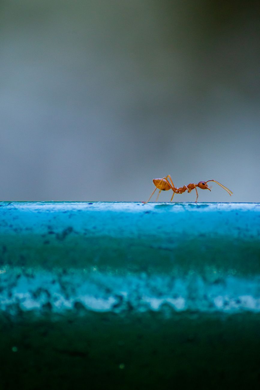 ant farm at home, ant farm for kids, observing ants, educational hobbies for children, insect habitat, ant colony behavior, STEM activities for kids, nature learning at home, beginner ant farm, curious kids science