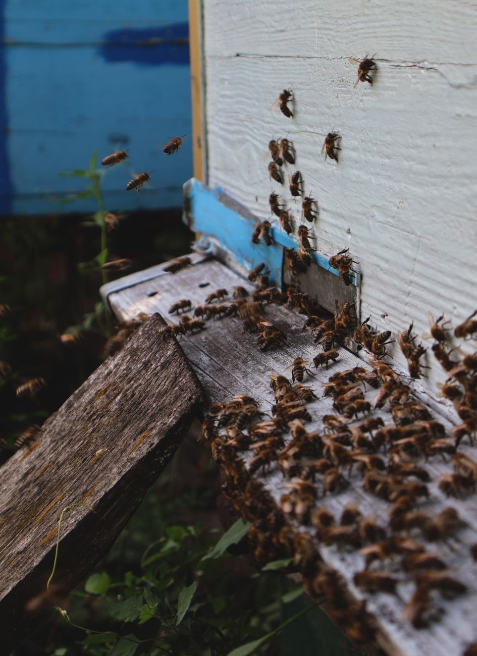 bier i haven, bestøver-venlig have, bi-levested, have-bestøvere, indfødte blomster for bier, bi-venlige planter, tiltrække bier naturligt, gavnlige insekter, vildtlivshavebrug, bæredygtig have
