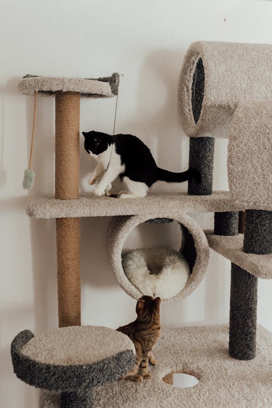 accessoires pour animaux de compagnie, jouets pour chien, jouets pour chat, vêtements pour animaux, colliers pour animaux, lits pour animaux, toilette pour animaux, transporteurs pour animaux, équipements pour animaux élégants, meilleurs produits pour animaux