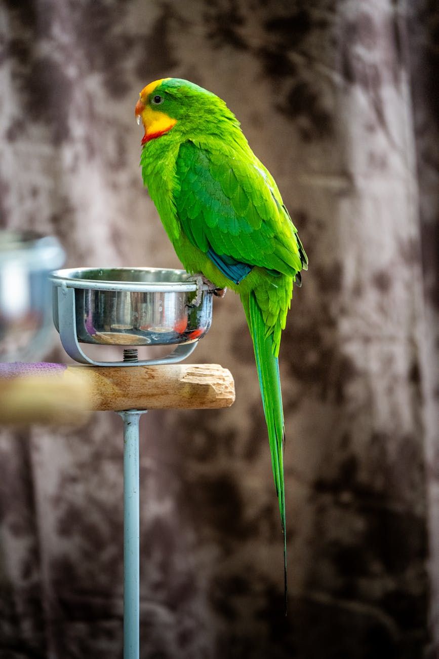 parrot toys, best toys for a parrot, bird enrichment toys, interactive parrot toys, chewing toys for parrots, climbing toys for parrots, puzzle toys for birds, parrot cage toys, safe toys for parrots, entertaining parrot toys