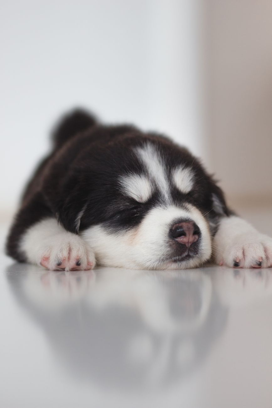 can pets dream, do cats dream, do dogs dream, animal sleep patterns, pet sleep behavior, REM sleep in animals, dog dreams, cat dreams, pet sleep science, what pets dream about