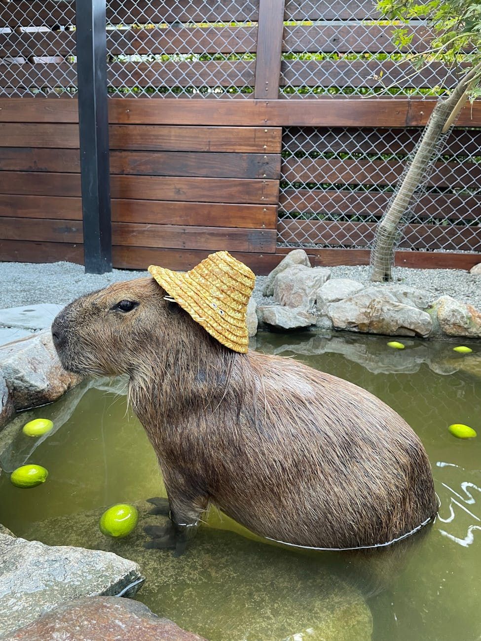 capybara, internet favorite animal, cute capybara, capybara memes, viral animals, exotic pets, social media animals, friendly rodents, animal trends, capybara lifestyle