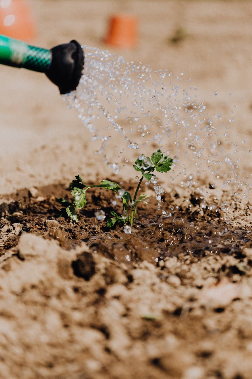 Have you ever wanted to start your own garden? Gardening involves various aspects such as overwatering, sunlight exposure, soil preparation, plant care, pest control, mulching, and preventing root rot. It's essential to be aware of common gardening mistakes and follow some helpful garden tips to ensure a successful and thriving garden. How can we help you get started with your gardening journey?