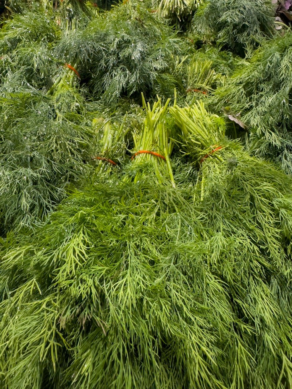 consejos para cultivar eneldo, guía de cuidado de perejil, cómo cultivar hierbas en verano, eneldo y perejil exuberantes en jardín, jardinería de hierbas para principiantes, cultivar perejil al aire libre, plantación y mantenimiento de eneldo, consejos para hierbas verdes densas, rutina de cuidado de hierbas de verano, cultivo de hierbas de cocina