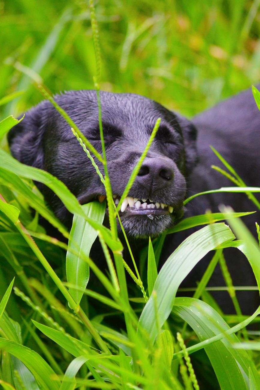 dog eating grass, why dogs eat grass, dog behavior, grass eating in dogs, dog digestion, canine health, dog walks, pet nutrition, upset stomach in dogs, dog care