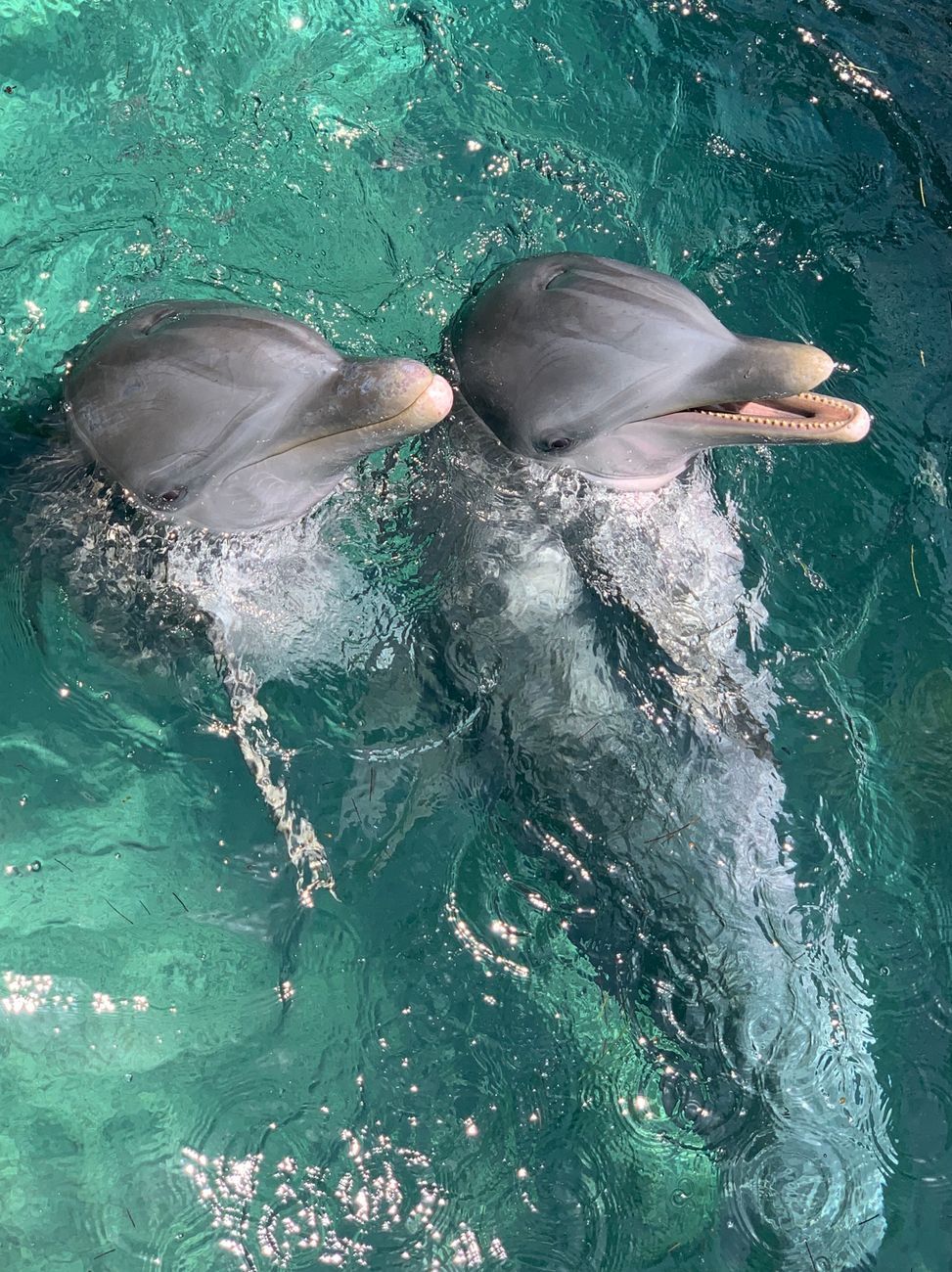 dolphin communication, signature whistles, dolphin names, marine mammal intelligence, dolphin behavior, animal language, echolocation, social animals, ocean wildlife, dolphin research