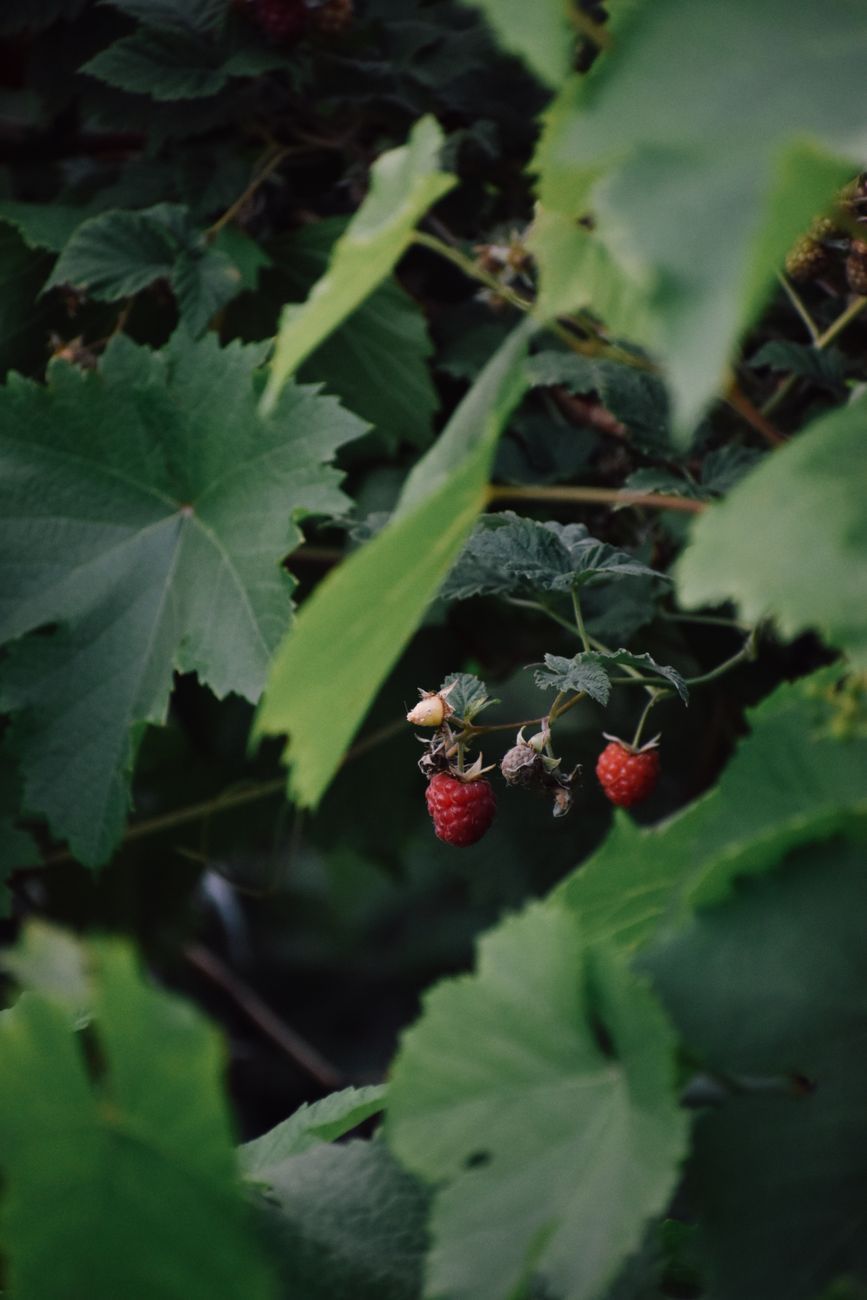 edible hedges, edible shrubs, garden hedges, berry bushes, fruit-bearing shrubs, edible landscaping, garden harvest, natural privacy screen, sustainable gardening, hedge plants