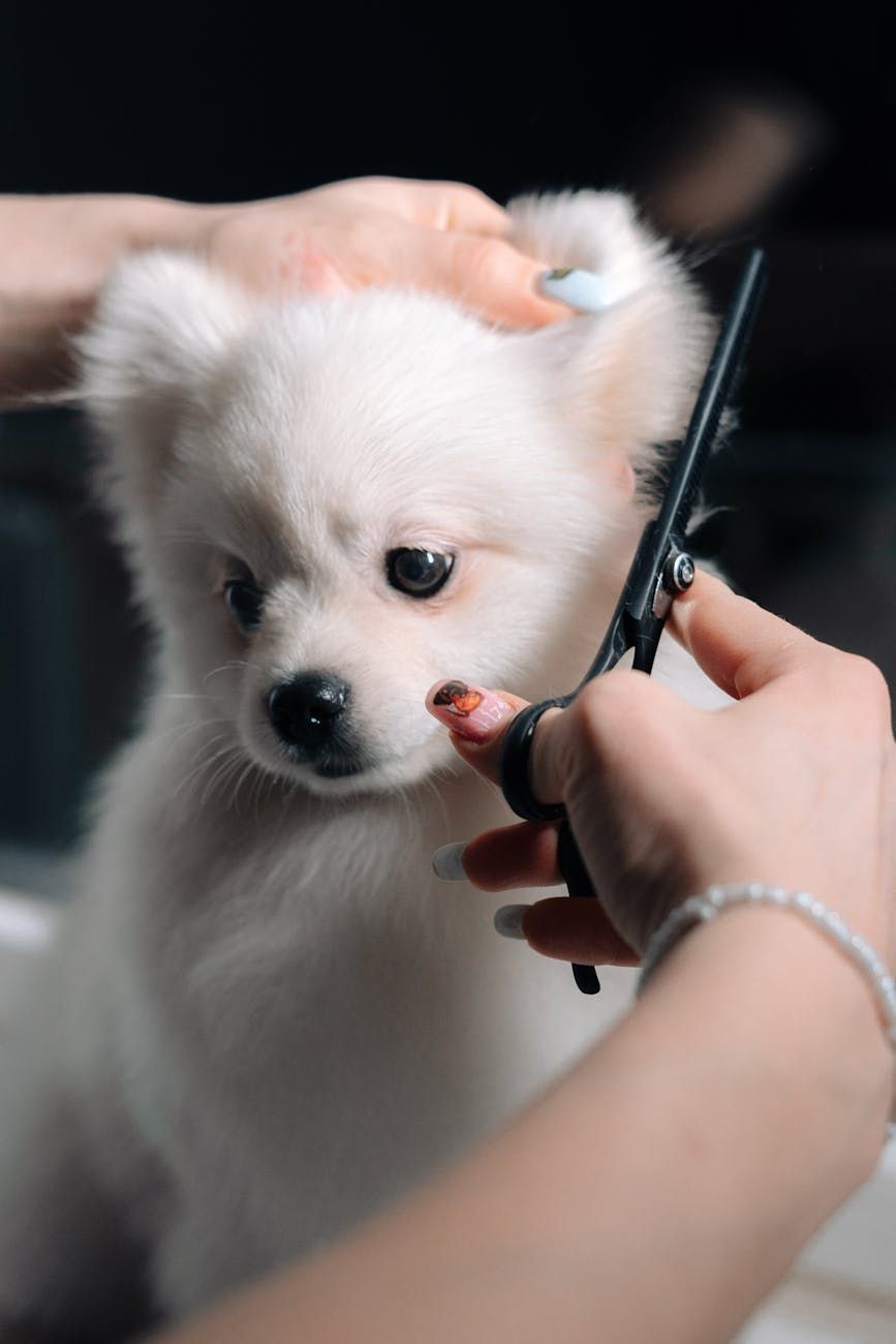 Pomeranian haircut, groomer tips, first haircut, Pomeranian grooming, Pomeranian hairstyle, pet care, avoid hedgehog look, proper haircut, Pomeranian fur, pet grooming