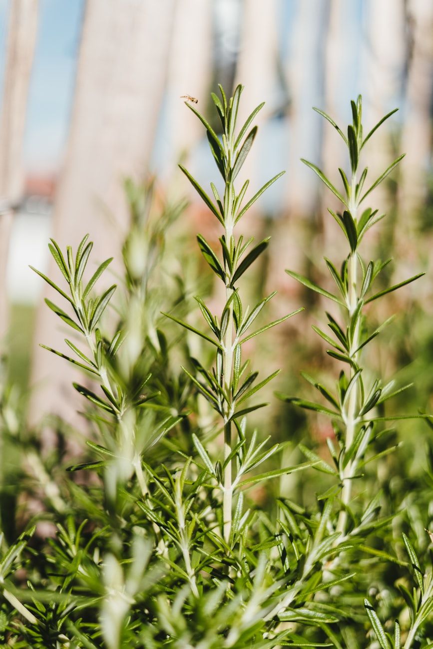 fragrant garden, natural aromatherapy, aromatic plants, relaxing herbs, essential oils, lavender garden, calming plants, garden therapy, scented flowers, stress relief