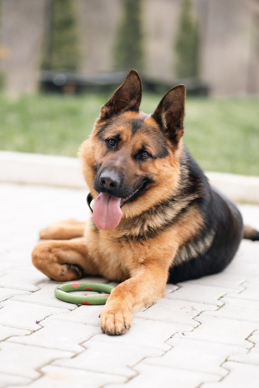 German Shepherd, dog training, intelligent dog breeds, German Shepherd puppy, loyal dogs, working dogs, dog care tips, obedience training, German Shepherd behavior, protection dogs