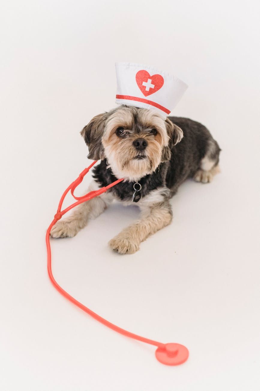 pet care, pet happiness, animal care, happiness secrets, pet health, care tips, pets, dog care, proper feeding, veterinary advice