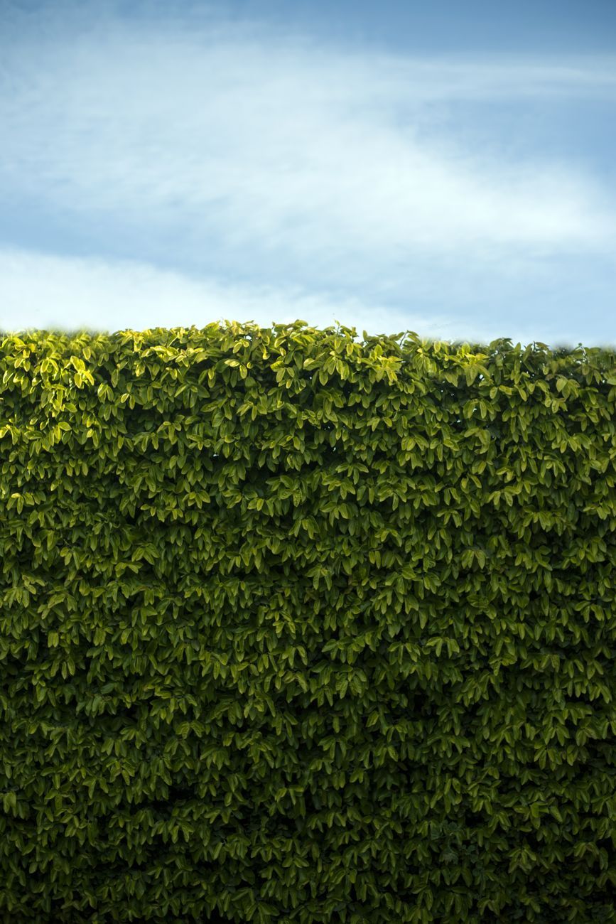 plantes de haie, haie vivante, haie à croissance rapide, haie pour la confidentialité, mur vert, arbustes persistants, confidentialité du jardin, aménagement paysager de haie, arbustes denses, clôture naturelle