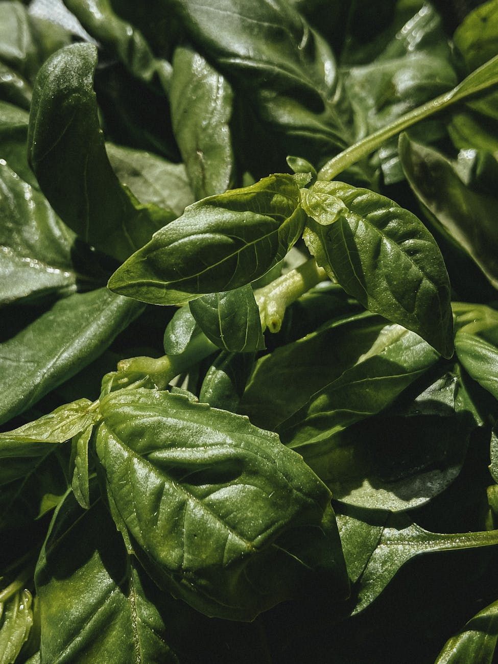 herbs in the garden, growing basil mint rosemary, herb care tips, how to grow herbs at home, basil mint rosemary guide, herb garden maintenance, indoor herb gardening, watering herbs correctly, pruning basil mint rosemary, beginner herb gardening