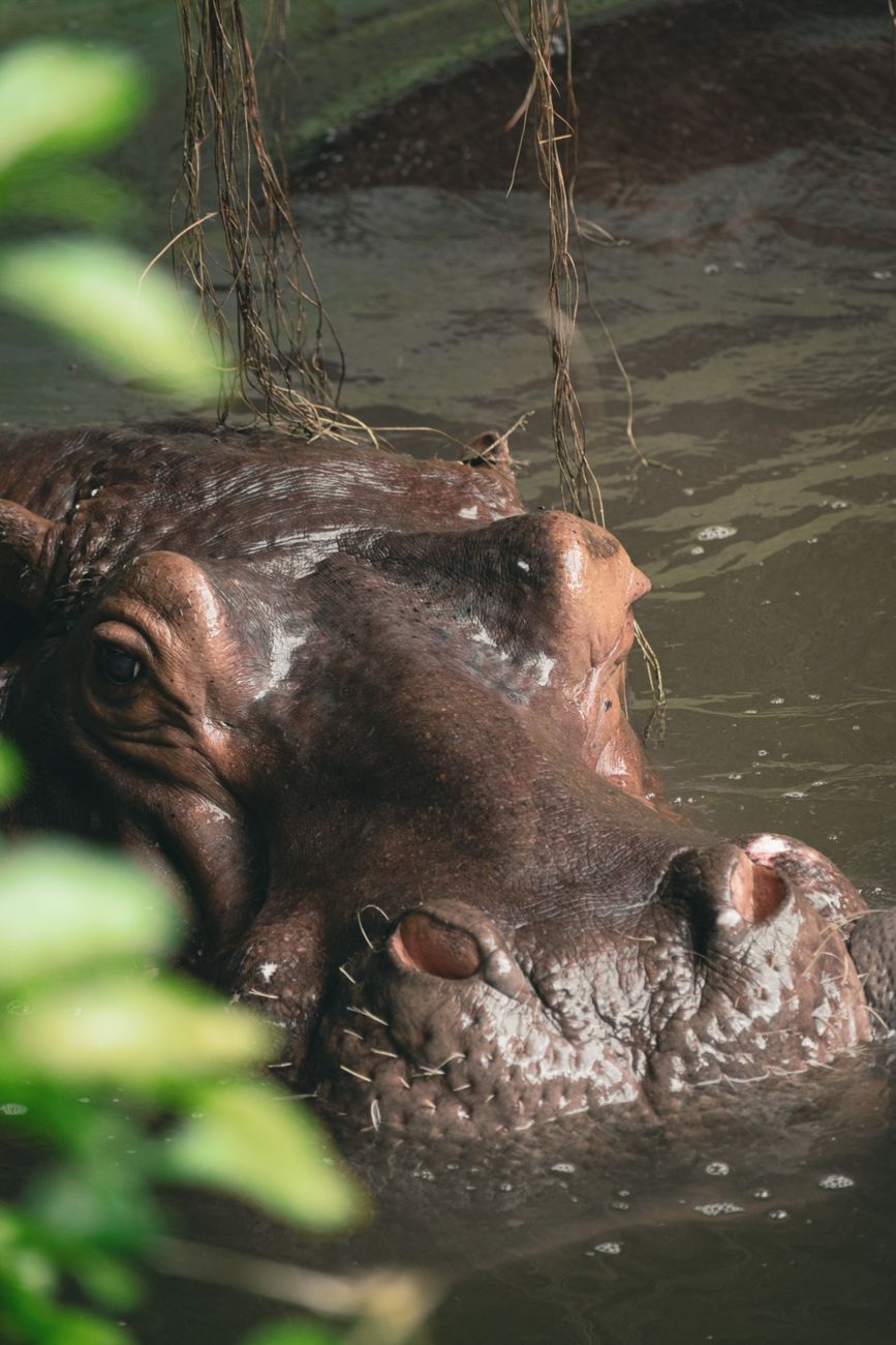 hippos, hippopotamus facts, African wildlife, dangerous animals, river mammals, hippo behavior, wildlife safety, African ecosystems, animal adaptations, wild animals Africa