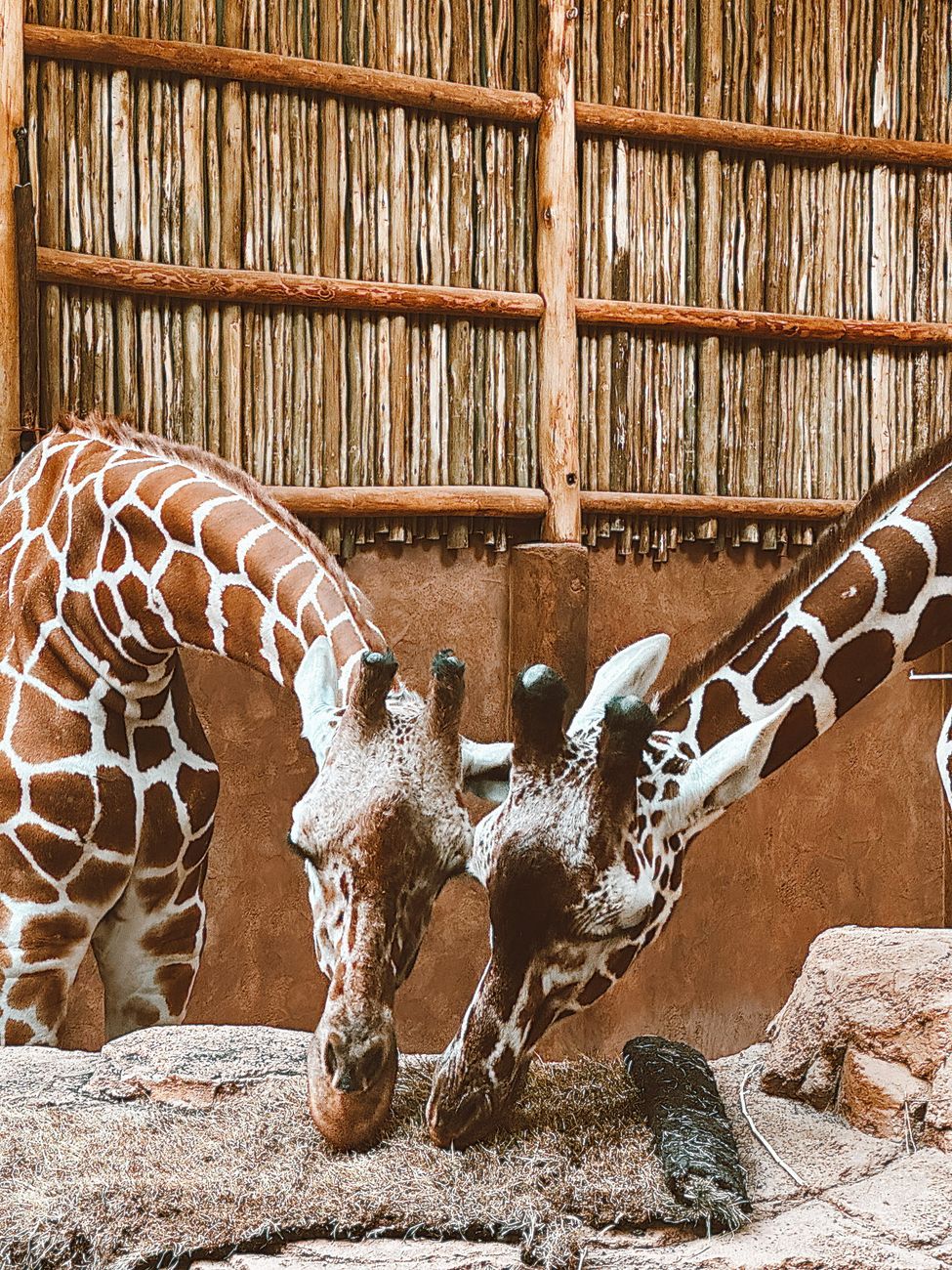 girafe qui boit de l'eau, comment les girafes boivent, anatomie de la girafe, long cou de la girafe, pattes de la girafe, faune africaine, adaptations animales, comportement de la girafe, posture de boisson, faits sur la faune
