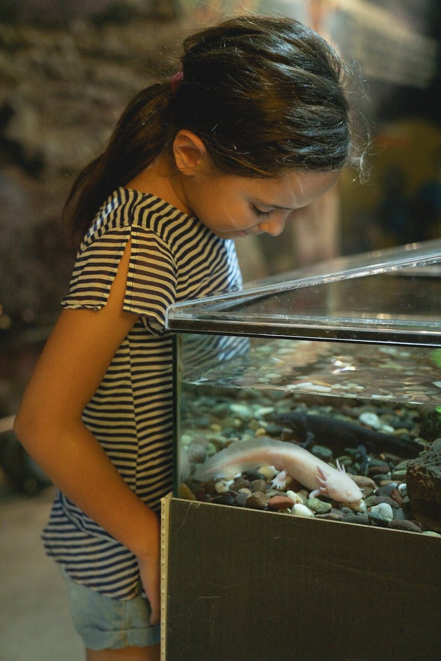 acuario, selección de acuarios, peces, condiciones de los peces, acuarística, mascotas acuáticas, filtración de agua, iluminación, decoración de acuarios, mantenimiento del equilibrio del agua