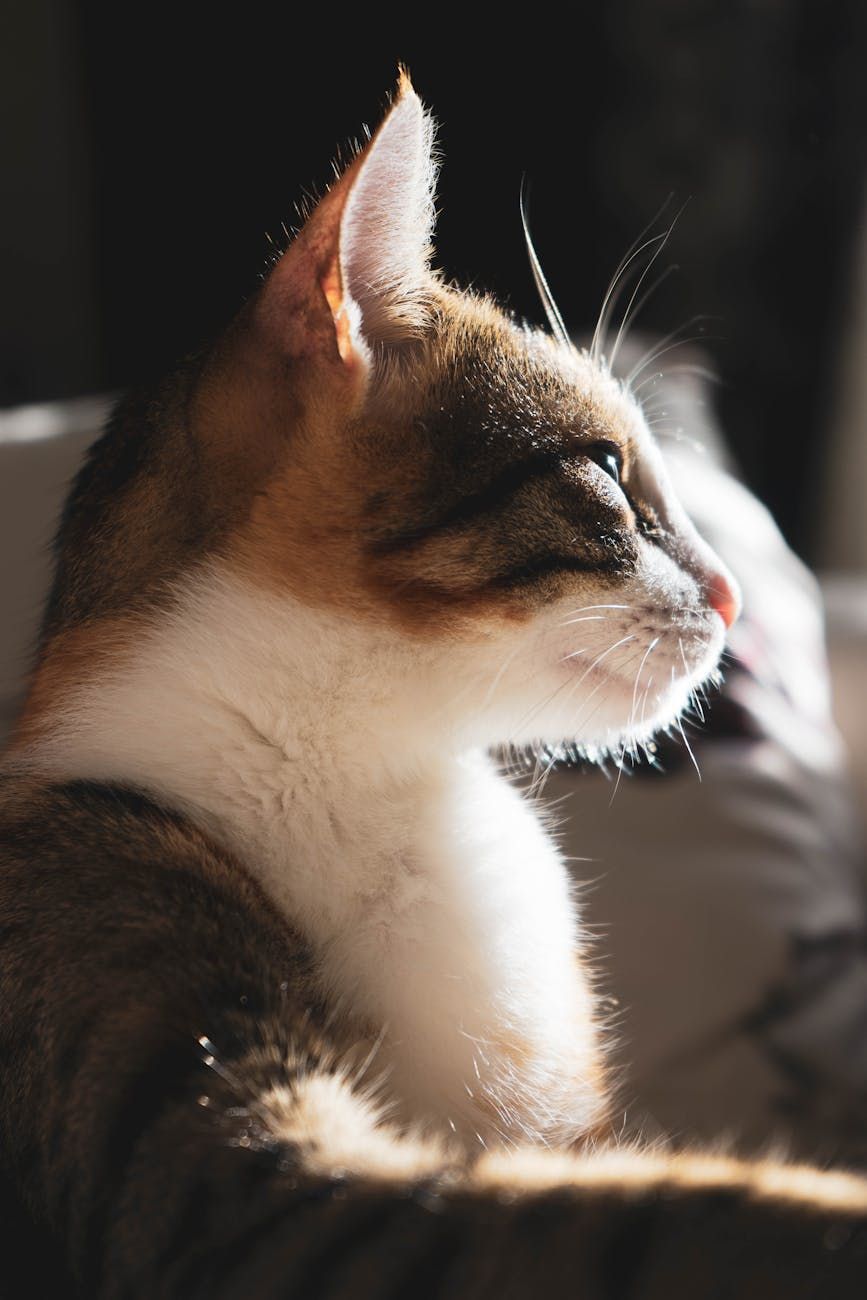 Alimentation du chat, Régime équilibré, Nourriture commerciale pour chat, Ingrédients de la nourriture pour chat, Régime spécifique à l'âge, Besoins alimentaires spéciaux, Programme d'alimentation, Contrôle des portions, Nourriture pour chat maison, Hydratation.