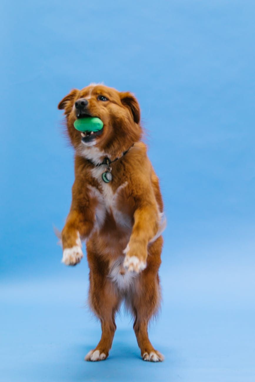 collare da addestramento per cani, collare shock, collare a punte, collare martingala, collare ad ultrasuoni, addestramento cani, comportamento animale, addestramento guinzaglio, obbedienza del cane, strumenti di addestramento
