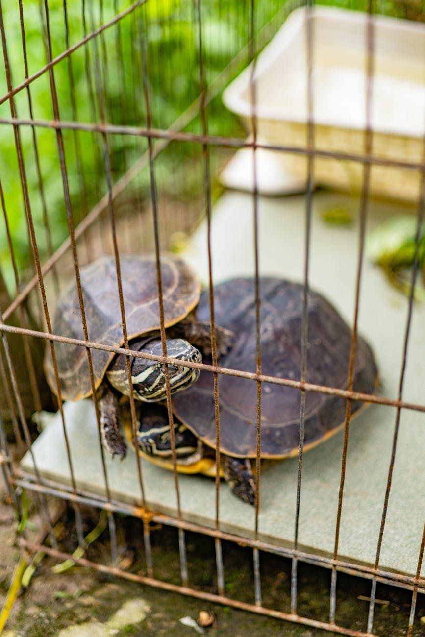 pleje af skildpadder, skildpaddens bolig, kæledyrsskildpadder, skildpadde terrarium, fodring af skildpadder, skildpadde temperatur, skildpadde sundhed, vandskildpadder, landskildpadder, skildpaddehygiejne.