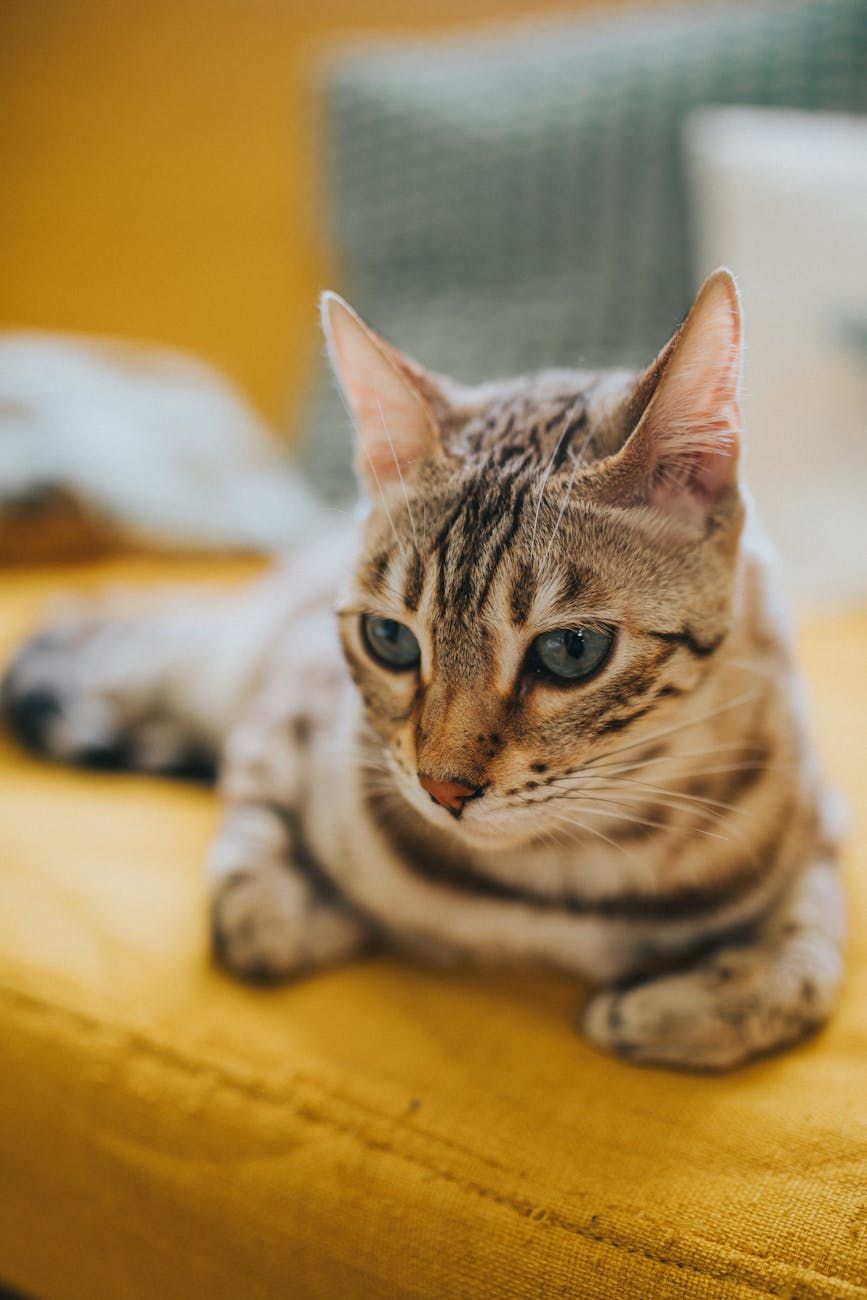 impedir gato de arranhar mobiliário, soluções para arranhar de gatos, prevenir arranhar de sofá por gatos, dicas de treino de gatos para arranhar, benefícios de postes de arranhar para gatos, como treinar gato para não arranhar, comportamento de arranhar mobiliário por gatos, proteger mobiliário de gatos, métodos caseiros de dissuasão de gatos, dicas de prevenção de arranhadela de gatos