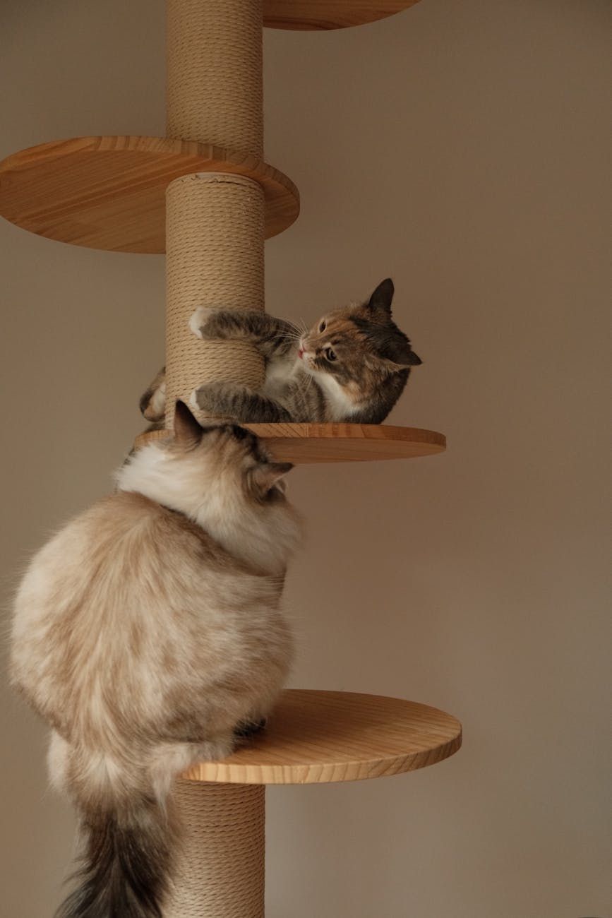 cat training, scratching post, cat behavior, stop scratching furniture, kitten habits, positive reinforcement, pet care tips, feline behavior, home training, cat scratching solutions