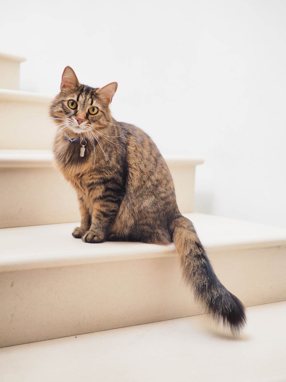 Katzenkörpersprache, Katzenkommunikation, felines Verhalten, Schwanzsignale, Bedeutung der Katzenohren, Katzenhaltung, Tipps zur Haustierpflege, Katzen verstehen, Anzeichen einer glücklichen Katze, Anzeichen einer gestressten Katze