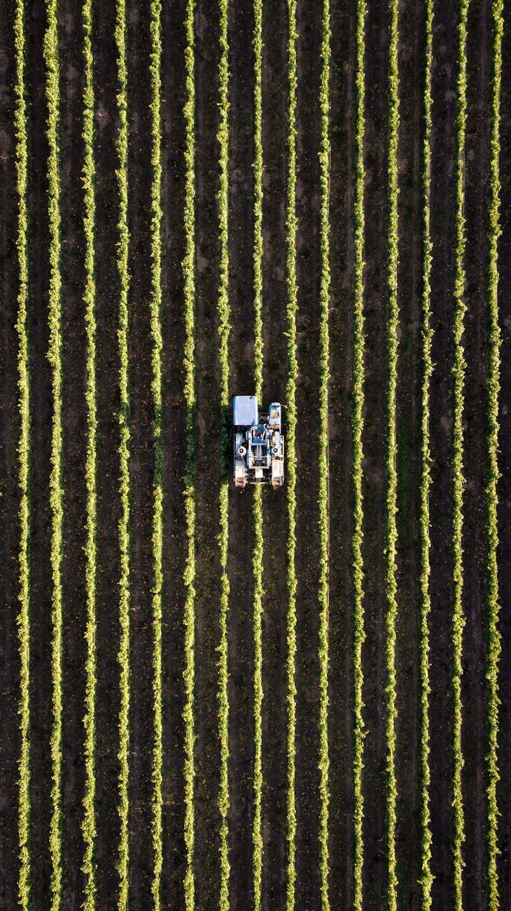 Kunstmatige Intelligentie, landbouw, innovatie, opbrengstverhoging, slimme landbouw, gegevensanalyse, agrotechnologieën, robotica, precisielandbouw, automatisering