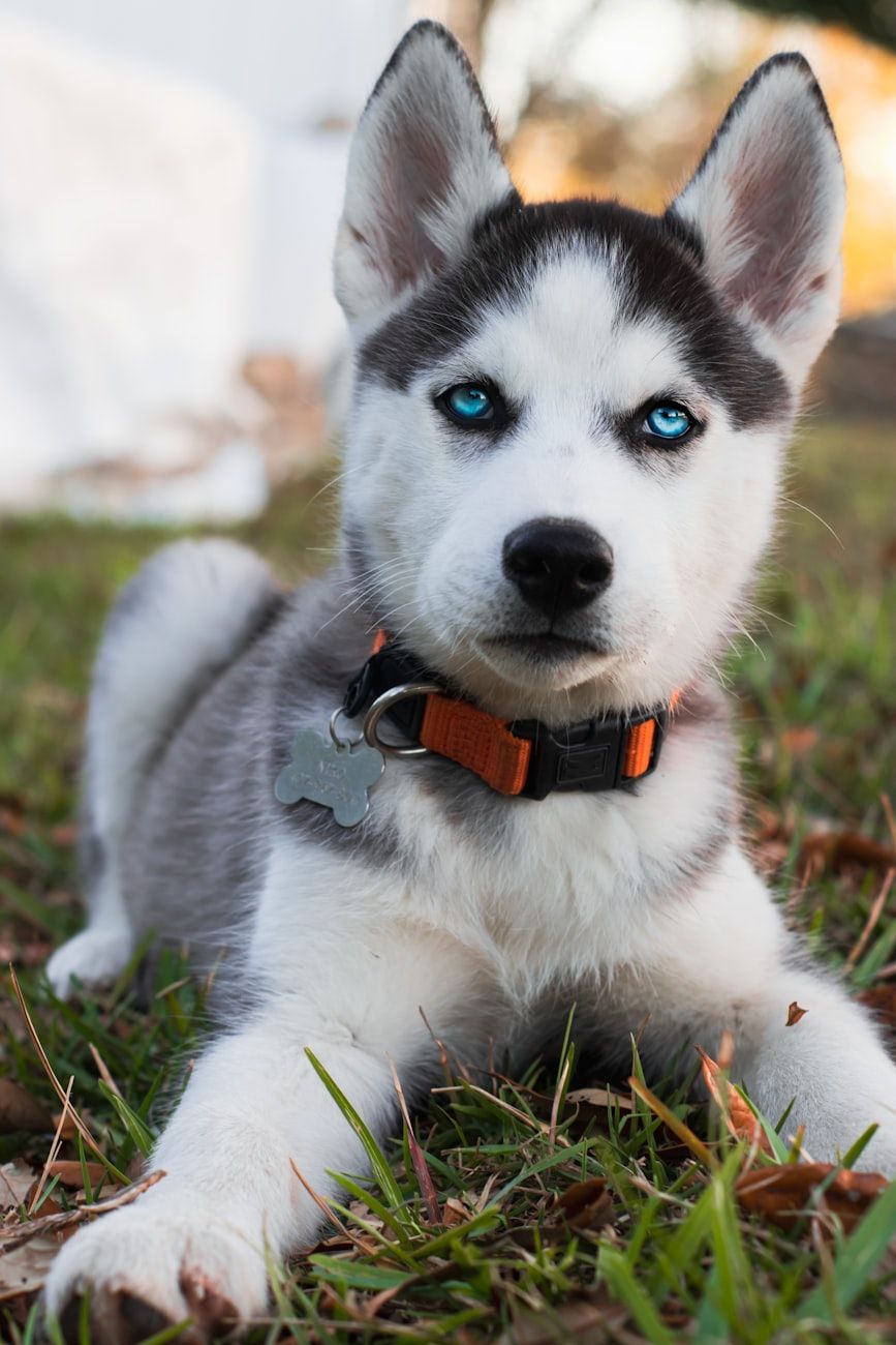 husky en ville, garder un husky, soins aux huskies, mythes sur les huskies, husky en appartement, vie citadine avec un husky, chiens pour appartements, races de chiens actives, dressage de husky, faits sur les huskies