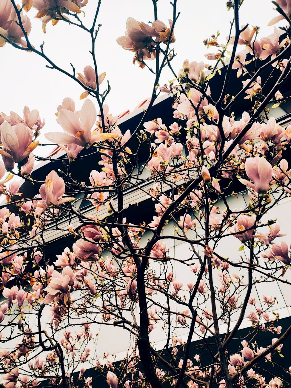 magnolia tree, magnolia blooms, garden magnolia, growing magnolia, flowering trees, magnolia care, ornamental garden, large flowers, landscape design, spring blossoms