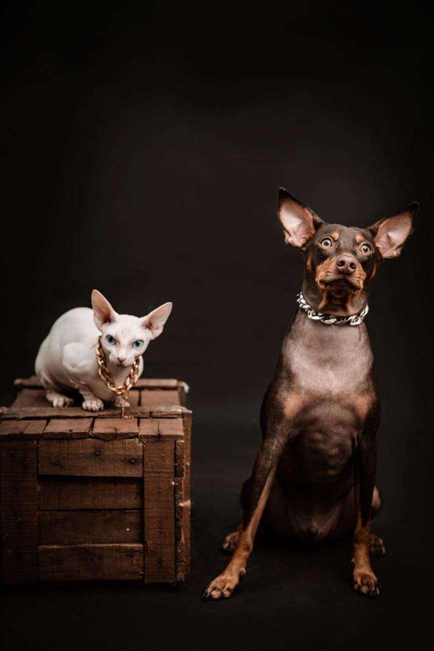 tips for husstand med flere kjæledyr, kjæledyr som kommer overens, introduser kjæledyr trygt, reduser stress for kjæledyr hjemme, hund og katt harmoni, atferd for flere kjæledyr, kjæledyrsosialiseringstips, håndtere kjæledyr sammen, forebygge konflikter mellom kjæledyr, fredelig husstand med flere kjæledyr