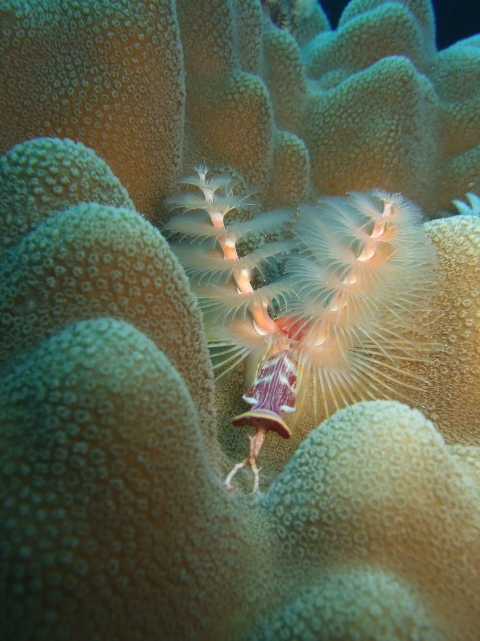 profundidades del océano, criaturas del fondo marino, animales del mar profundo, misterios del océano, vida submarina, monstruos marinos, criaturas bioluminiscentes, exploración del océano profundo, vida marina oculta, fauna del lecho marino