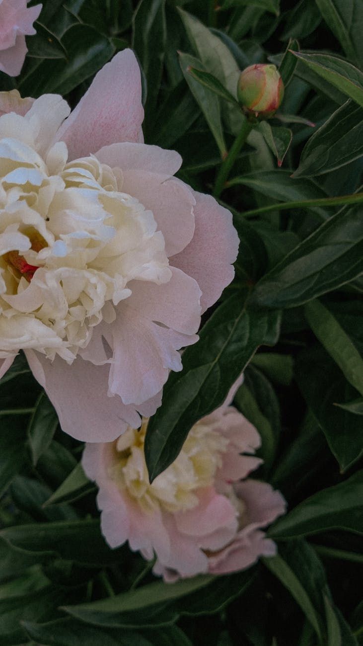 jardín de peonías, consejos para el cuidado de peonías, grandes flores de peonía, flores de peonía vibrantes, cultivo de peonías, fertilizante para peonías, cuidado de flores de jardín, guía de plantación de peonías, peonías florecientes, flores de jardín perennes
