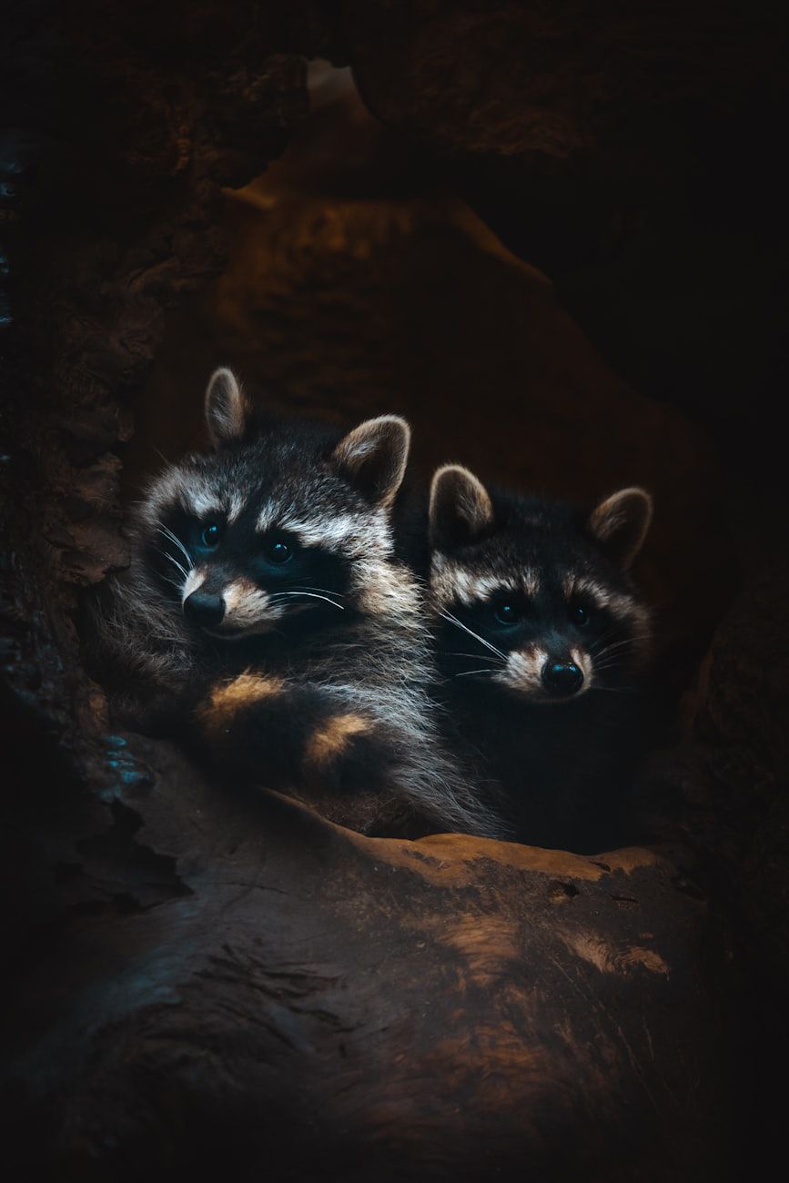 raccoon, raccoon behavior, raccoon habits, nocturnal animals, raccoon intelligence, wild raccoons, raccoon diet, raccoon adaptation, urban wildlife, mammal facts