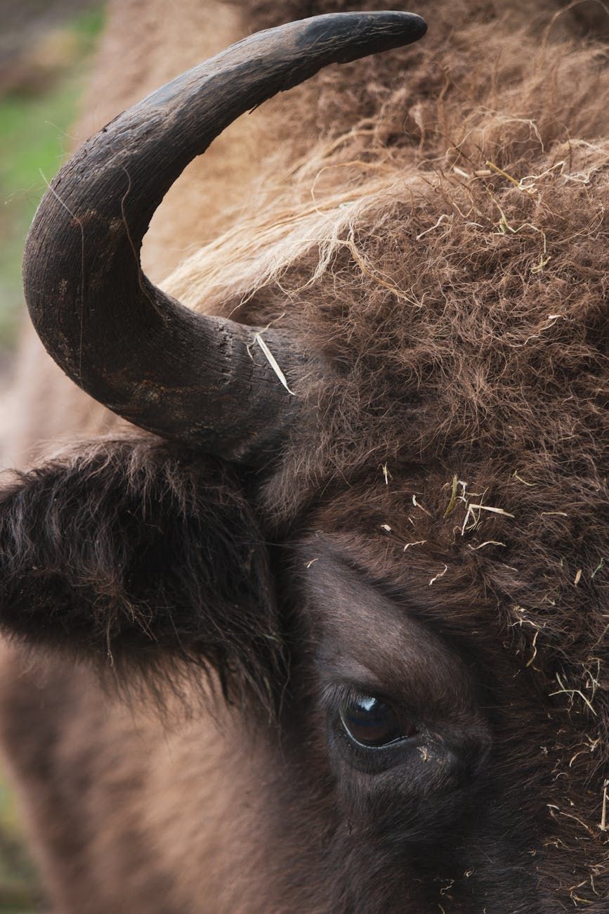 rare species, endangered animals, wildlife conservation, species extinction, biodiversity loss, threatened species, animal protection, conservation efforts, disappearing wildlife, save endangered species