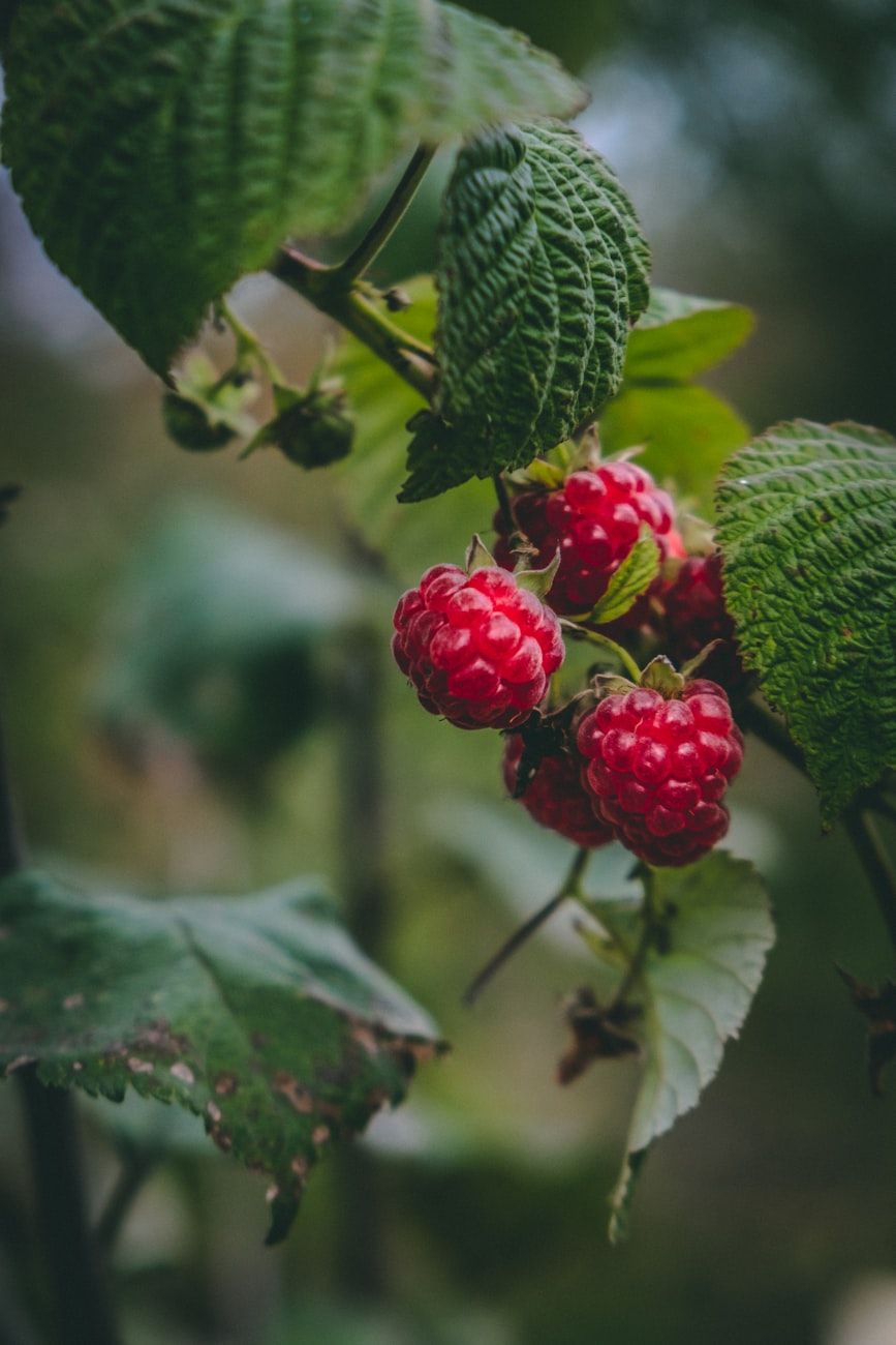 frambuesas, variedades de frambuesas, cultivar frambuesas, bayas de jardín, plantación de frambuesas, cuidado de frambuesas, jardín de bayas, consejos de jardinera doméstica, cultivo de frutas, cosecha abundante