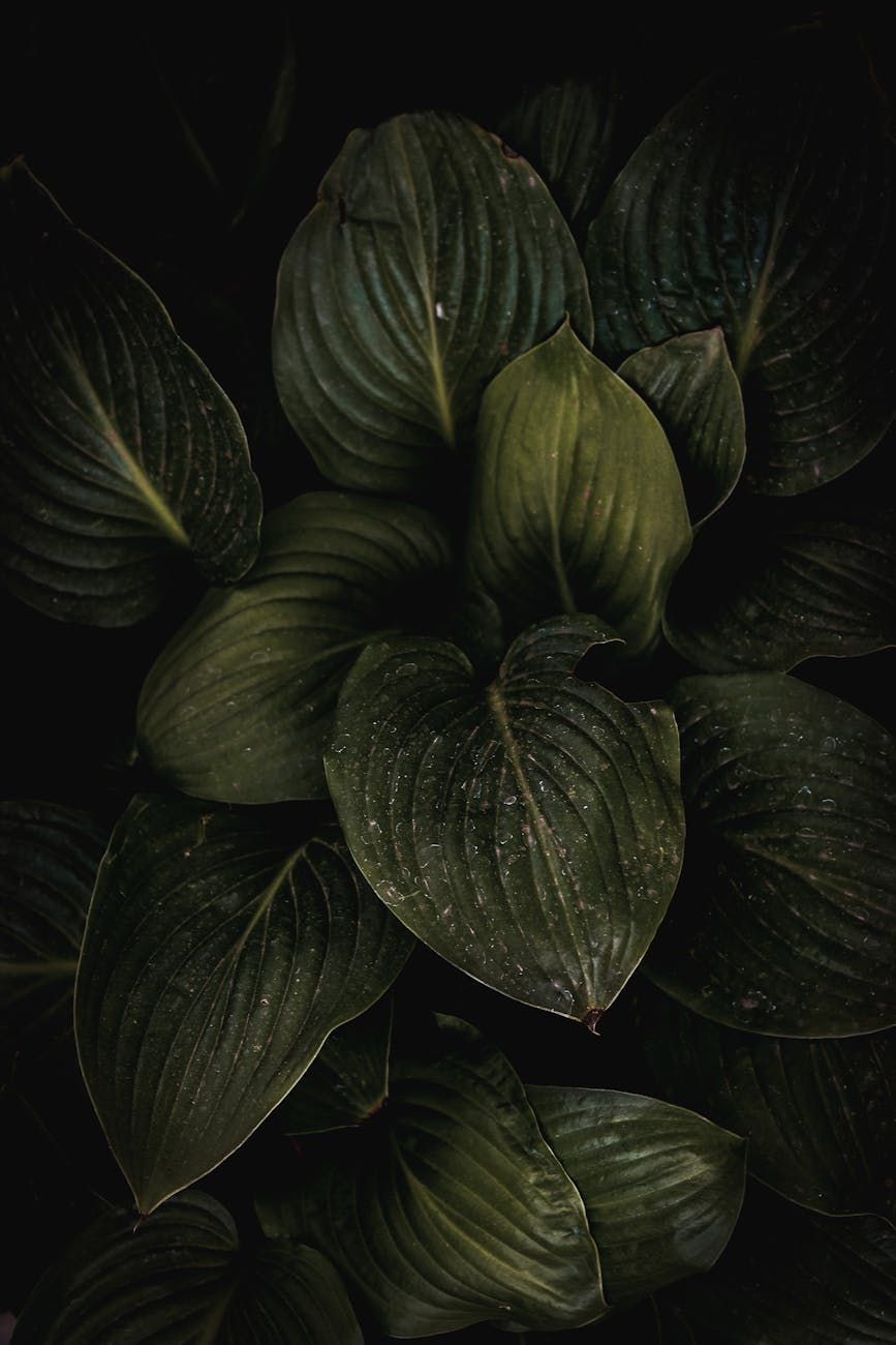 shade garden plants, plants for shade, shade tolerant plants, low light garden, shade garden ideas, best plants for shade, garden without sun, shade perennials, shade gardening tips, plants for shady areas