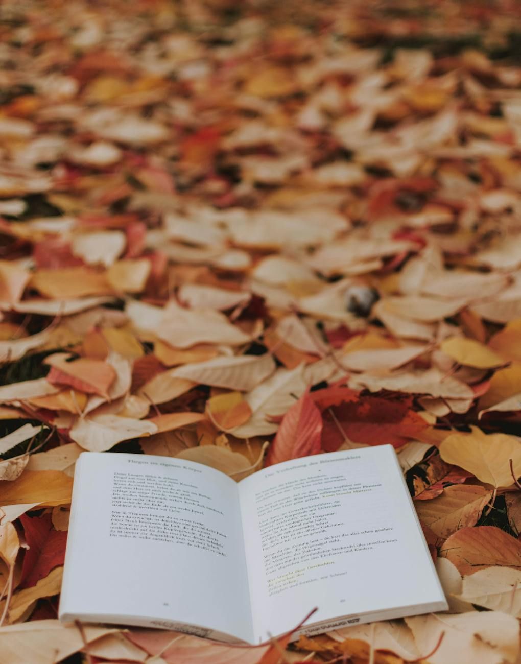 nuevos libros otoño 2025, mejores lecturas otoñales, recomendaciones de libros de otoño, novelas imprescindibles de otoño, nuevos lanzamientos de ficción, lista de lectura de otoño, selecciones de otoño para amantes de los libros, mejores libros este otoño, guía literaria de otoño, qué leer en otoño