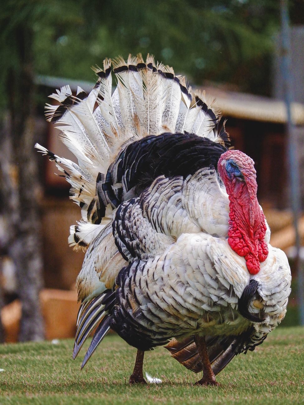 turkey farming, raising turkeys, turkey breeds, beginner farmers, poultry farming, turkey housing, turkey nutrition, turkey health, free-range turkeys, small farm poultry