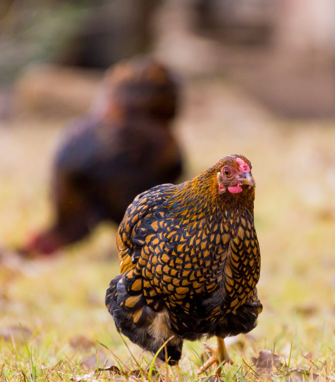 unusual chicken breeds, fairy tale chickens, Silkie chicken, Polish chicken breed, Frizzle chicken, exotic poultry, rare backyard chickens, ornamental chicken breeds, unique farm birds, fancy chicken breeds