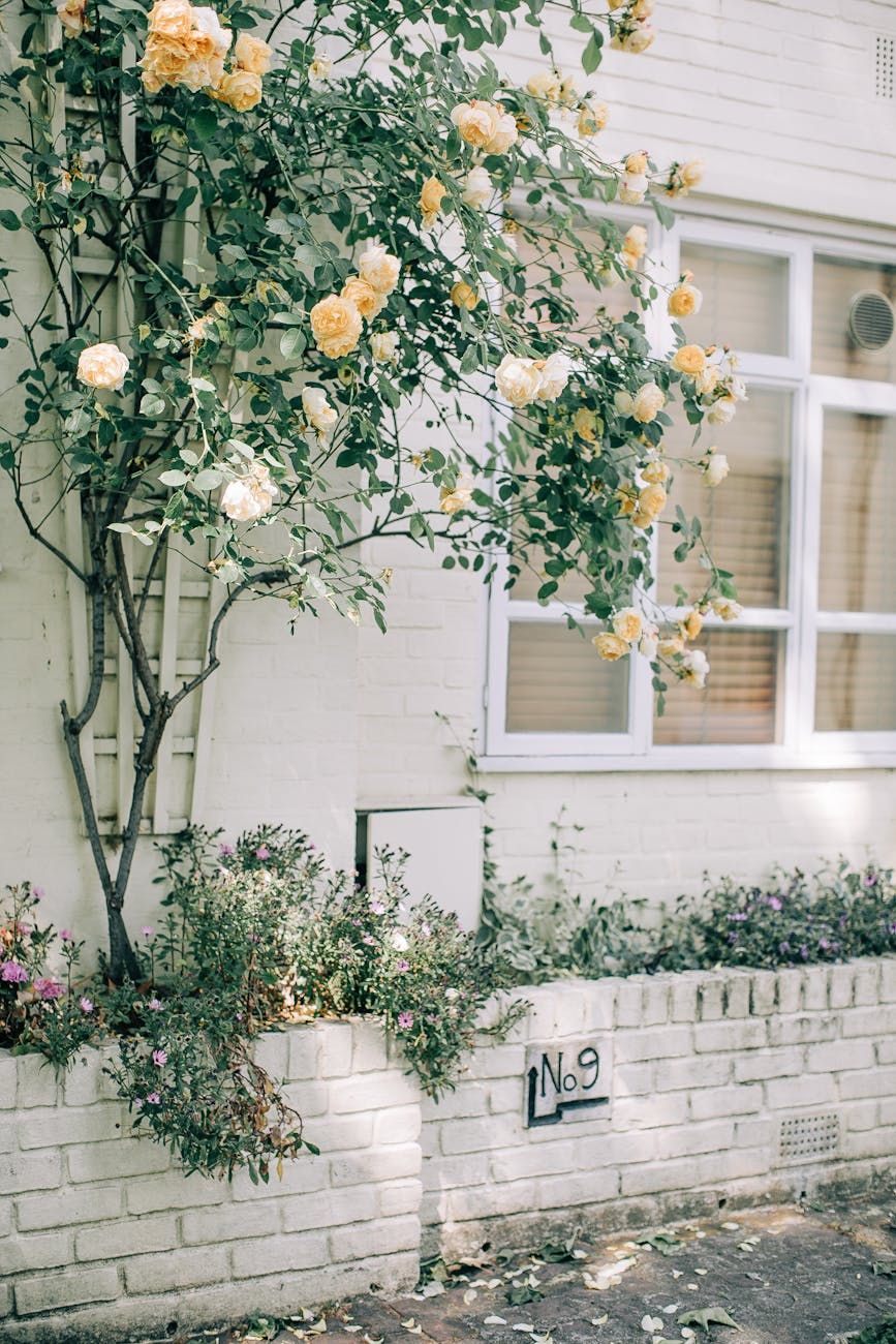 jardín, primavera, plantas de jardín, aromas de primavera, flores para el jardín, plantas fragantes, plantas para parterres de flores, consejos de jardinería, cuidado del jardín, plantas en floración