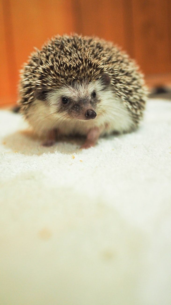 ricci, ricci domestici, dove dormono i ricci, cura dei ricci, fatti interessanti sui ricci, animali domestici, animali, cura degli animali domestici, comportamento del riccio, animali domestici