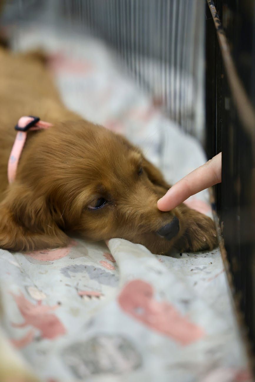 refugio vs criador, adoptar una mascota, comprar una mascota, adopción en refugio de animales, criador responsable, dónde conseguir una mascota, adopción vs compra de mascotas, adopción de perros, adopción de gatos, consejos de tenencia de mascotas