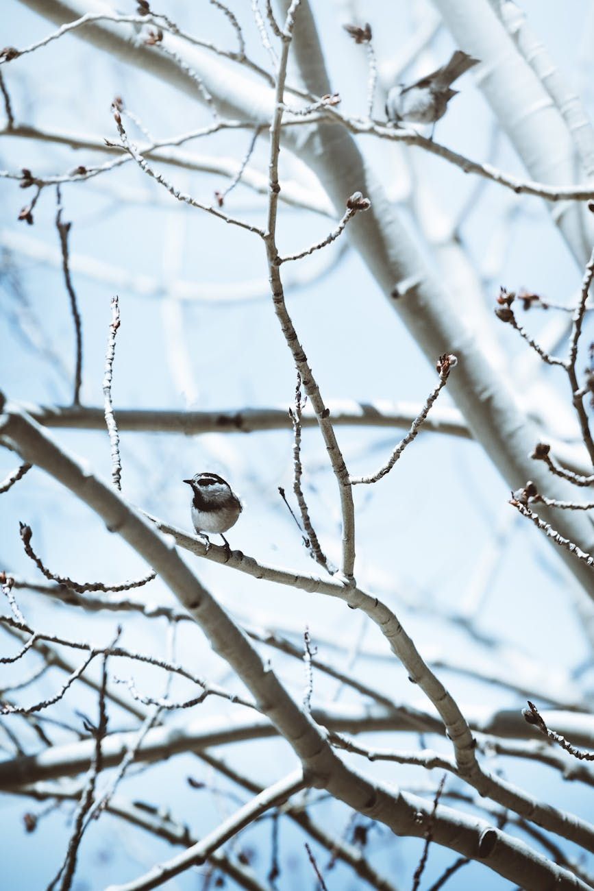 Vinterträdgårdsskötsel, Förberedelse av trädgården, Skydda växter på vintern, Frostskydd, Skydd för växter, Vinterplantering, Vintergrödor, Grässlitning på vintern, Trädgårdsredskap för vintern, Planering av vinterträdgården