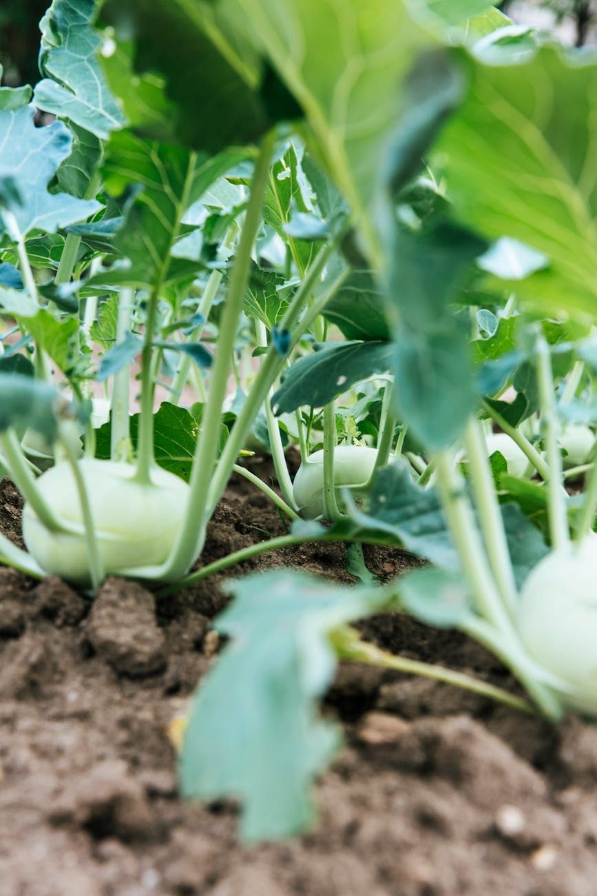 vegetable garden, starting a garden, beginner tips, growing vegetables, beginner mistakes, plant selection, soil preparation, organic gardening, plant care, successful garden